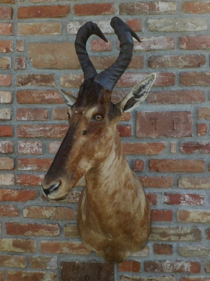 Hartebeest