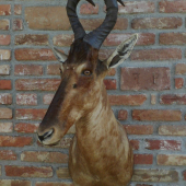 Hartebeest