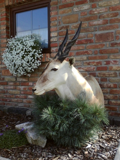 Eland