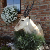 Eland