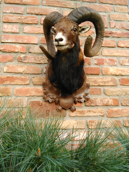 Medailovy muflon