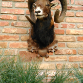 Medailovy muflon