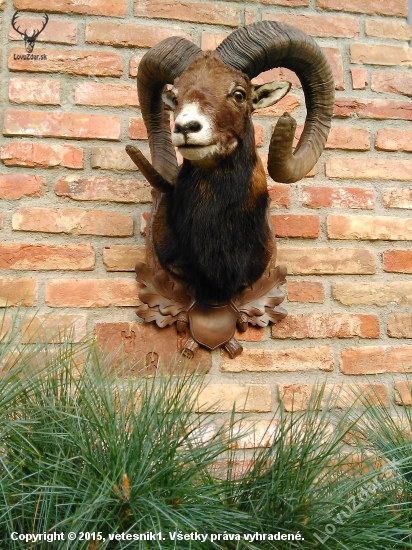 Medailovy muflon