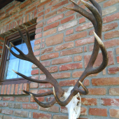 Pohladna trofej