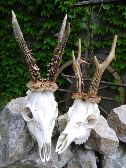 525g /515g