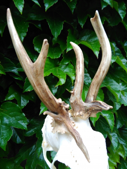 Raritka