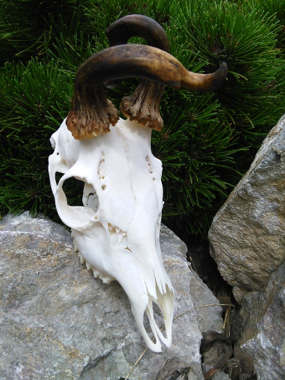 Pokruteny