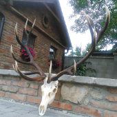 Pohladna trofej