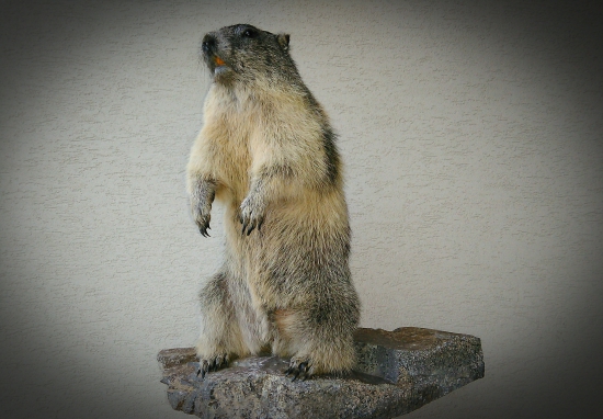 Prvy svist,moja praca