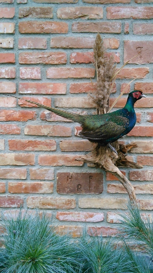 Bažant volna priroda,moja praca