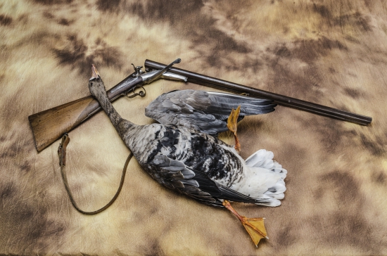 Hus bielocela,moja praca