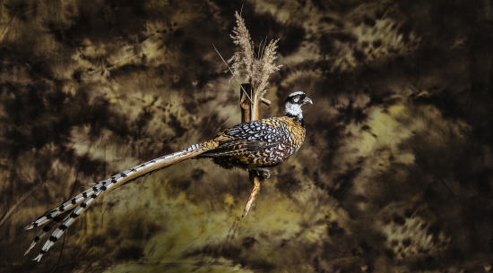 Kralovsky bazant-moja praca