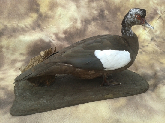 Kacica pizmova-moja praca