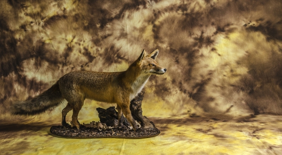 Väčší lišiak-moja praca