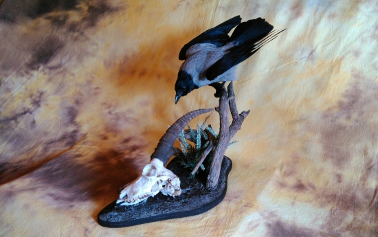 Šedivka a uhyn kozorožca