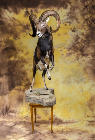 Moja práca, prvý muflon