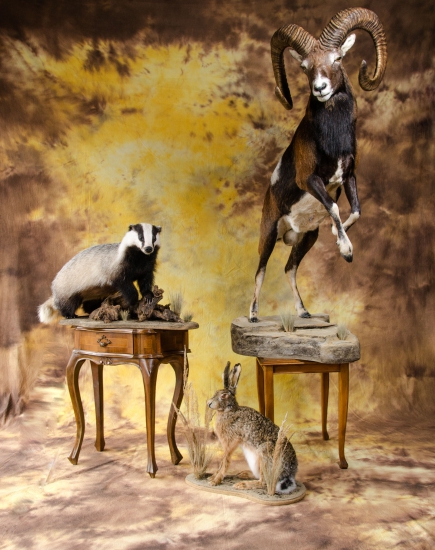 Jazvec,zajac, muflon