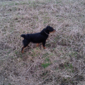 Jagdterrier  Brok