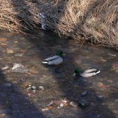 kačica divá- svadobný šat