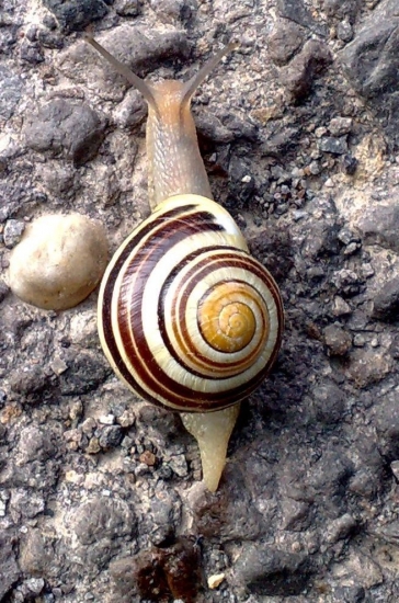 slimák pásavý? na mobil celkom dobrá