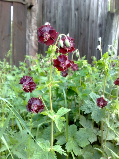 Pakost hnedočervený