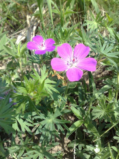 Pakost kravavý (menšie makro sa dá aj s mobilom)