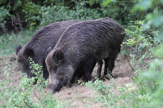 Ako by ich jedna mater mala