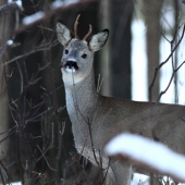Dnešné prekvapenie.