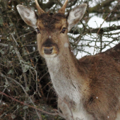Vyrušený  danielik.