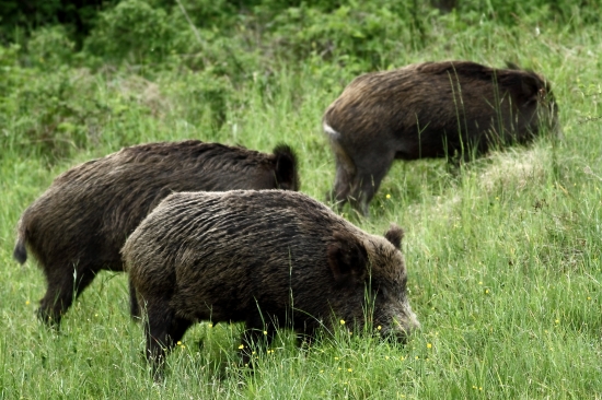 Chutí aj trávička...