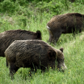 Chutí aj trávička...