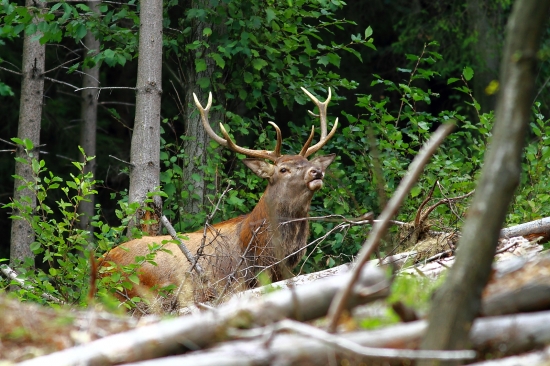 Ešte raz sa ukázal...