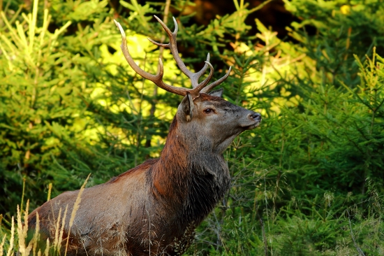 Nečakané stretnutie.