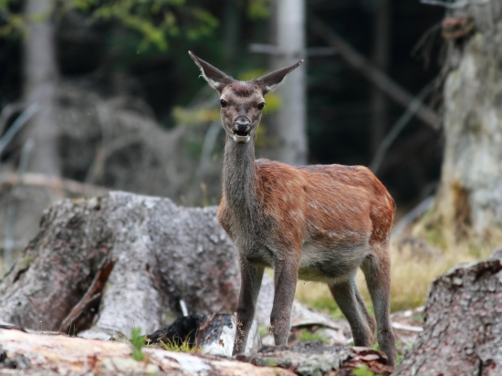 Zatúlané jelienča.