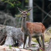 Zatúlané jelienča.
