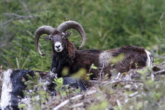 Jednooký muflón...