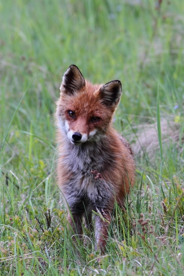 Privábená líštička.
