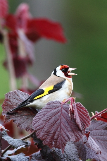 Stehlík obyčajný.