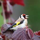 Stehlík obyčajný.