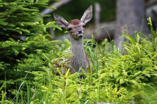 V zelenom kráľovstve.