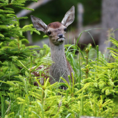 V zelenom kráľovstve.