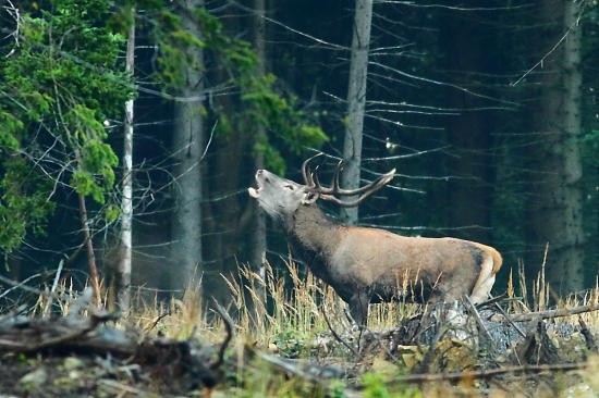 Starý spiatočník.