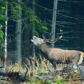 Starý spiatočník.