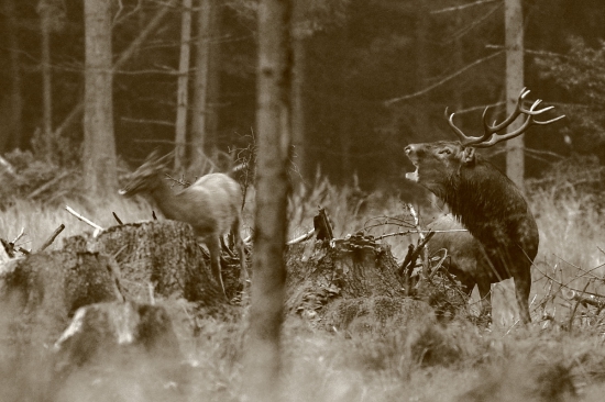 Tohoročná atmosféra trochu inak.