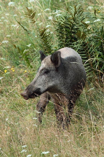 Ranná pohoda.