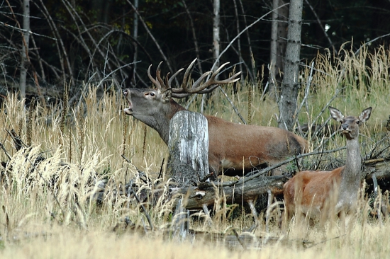 Ručiaci štrnástorák.