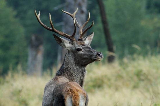 Neodolal vábničke.
