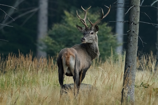 Vyhnaný z rujoviska.