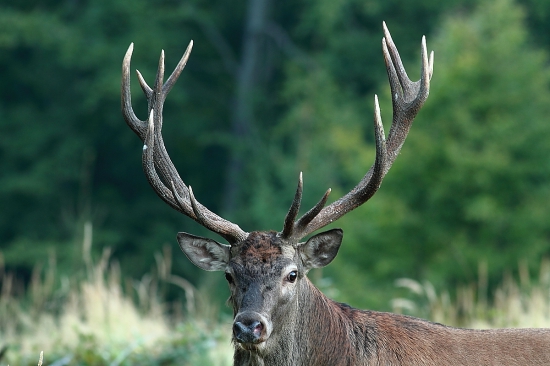 Oklamaný štrnástorák.