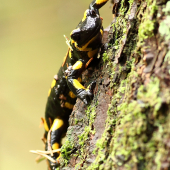 Salamandra škvrnitá.